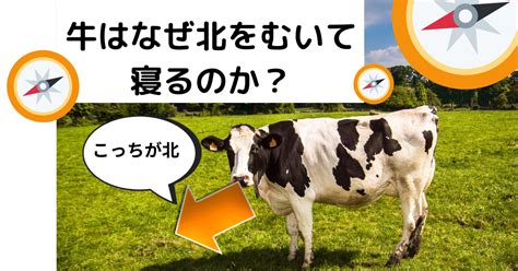 牛 方向|牛はなぜ南北の方角をむいて寝るのか？